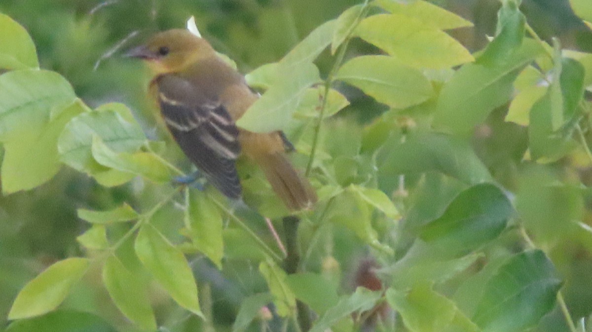 Orchard Oriole - ML621148178