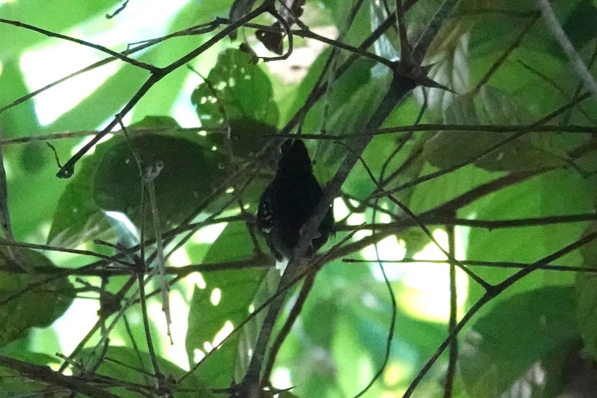 Dot-winged Antwren (White-tailed) - Toby Holmes