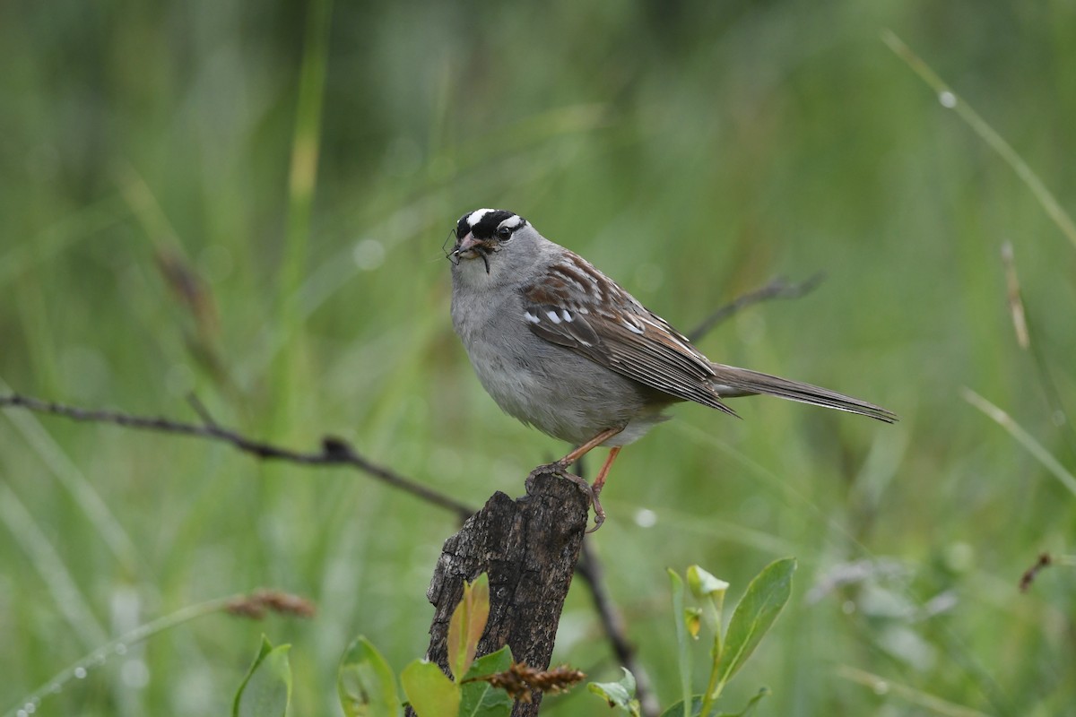 White-crowned Sparrow (oriantha) - ML621148190