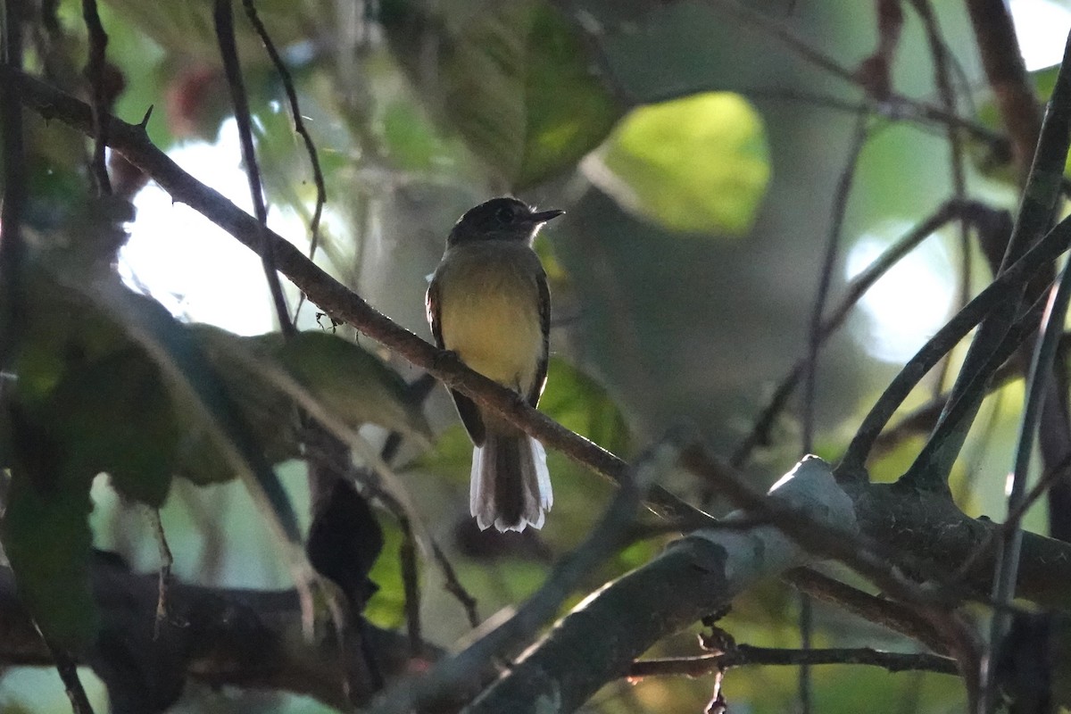 Sepia-capped Flycatcher - ML621148191