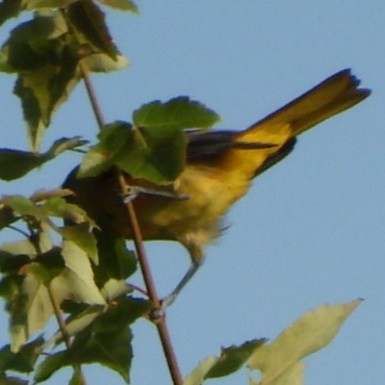 Orchard Oriole - ML621148208
