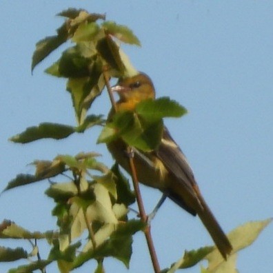 Orchard Oriole - ML621148210