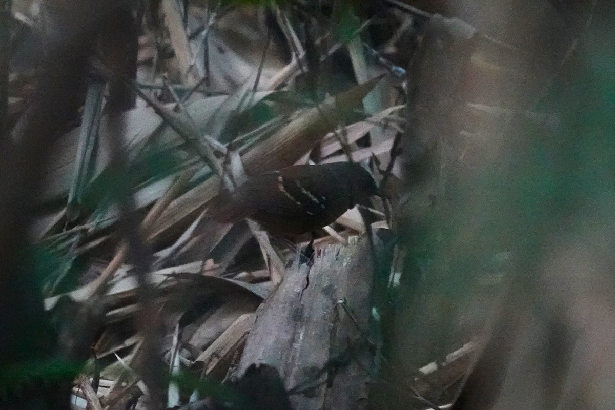 Chestnut-tailed Antbird - ML621148211