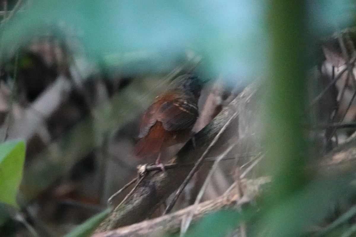 Chestnut-tailed Antbird - ML621148212