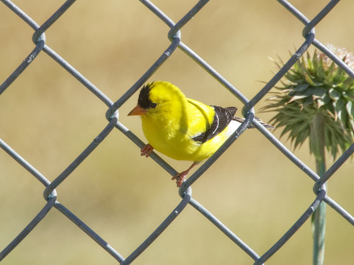 American Goldfinch - ML621148233
