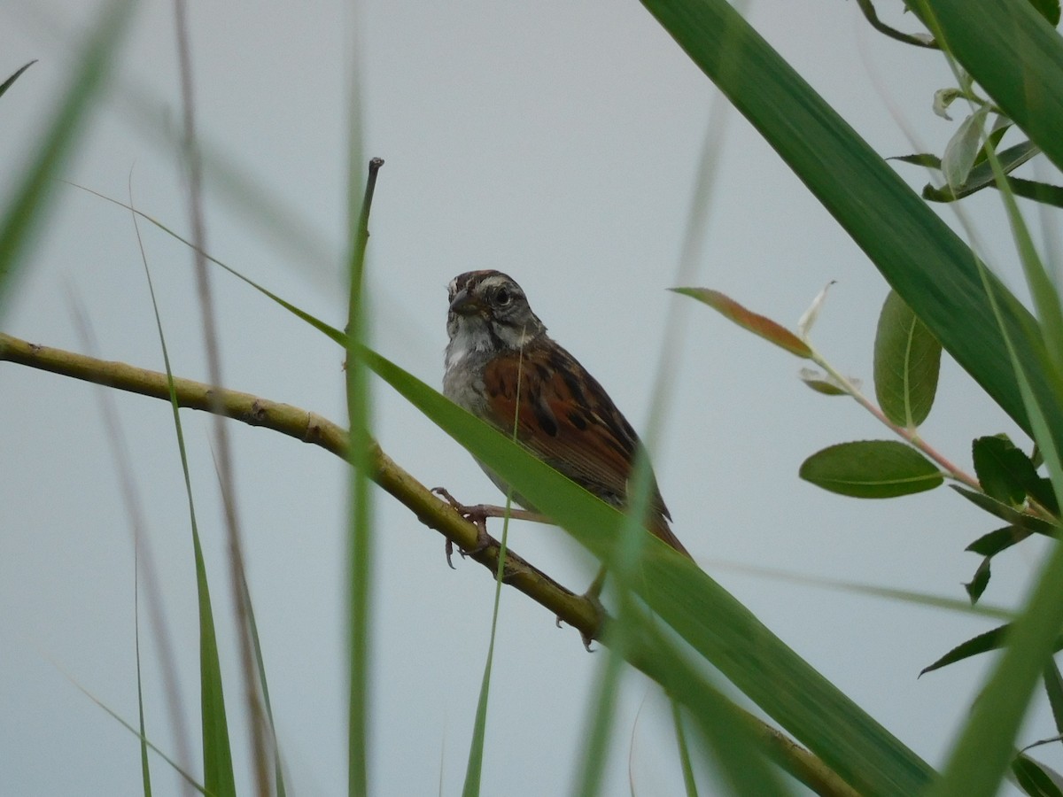 Swamp Sparrow - ML621148256