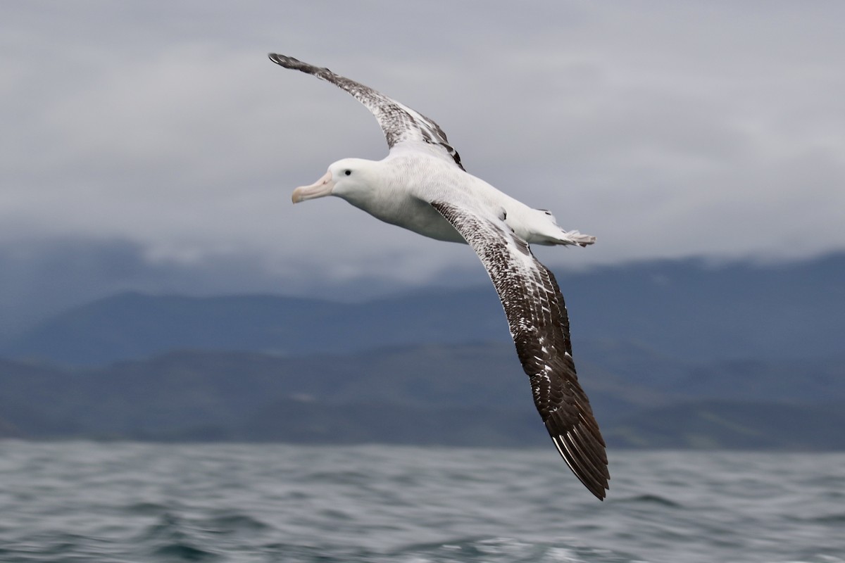 Antipodean Albatross (gibsoni) - ML621148262