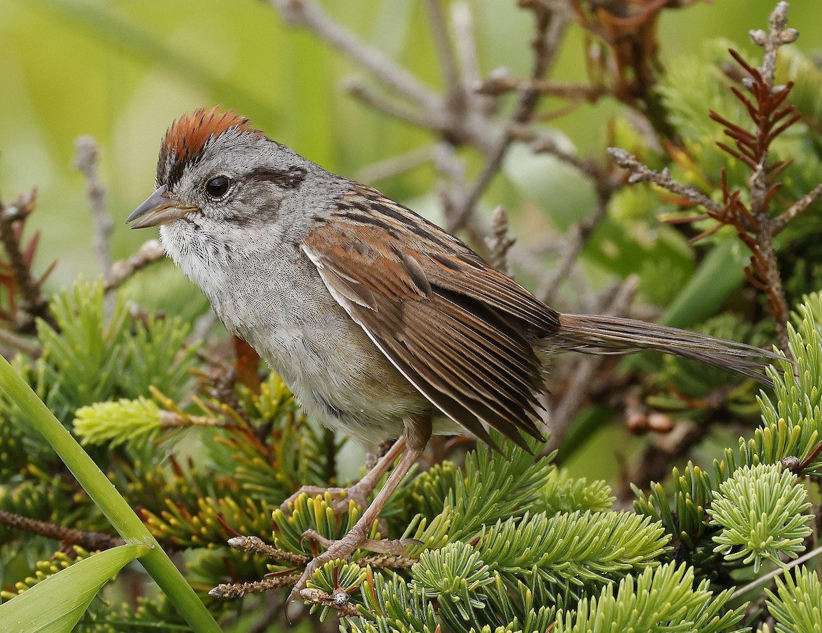 Swamp Sparrow - ML621148287