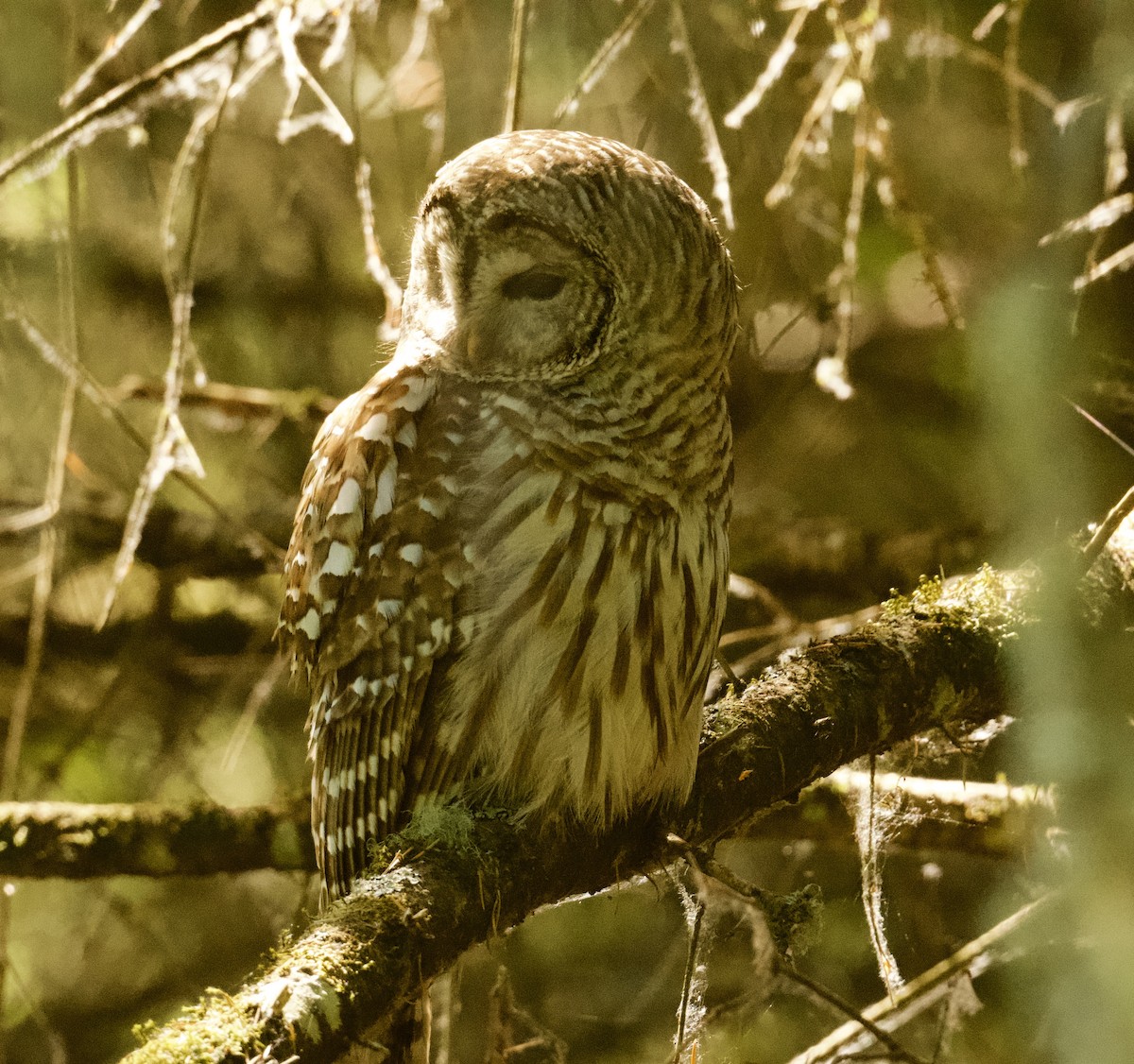 Barred Owl - ML621148385