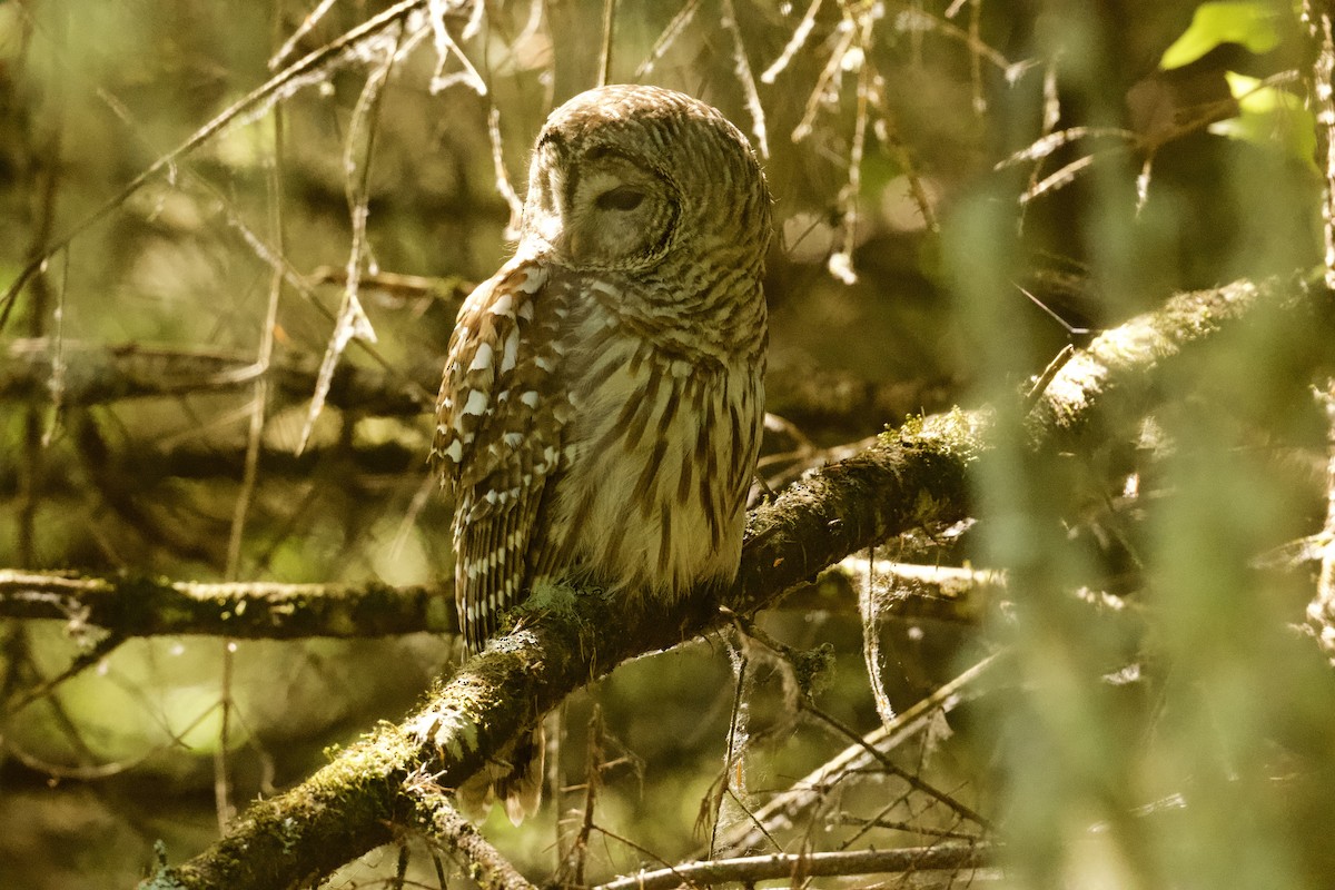 Barred Owl - ML621148386