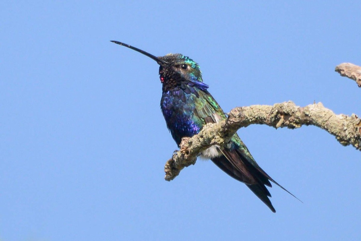 kolibřík cerradový - ML621148399