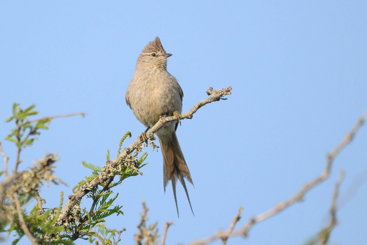 Tufted Tit-Spinetail - ML621148404
