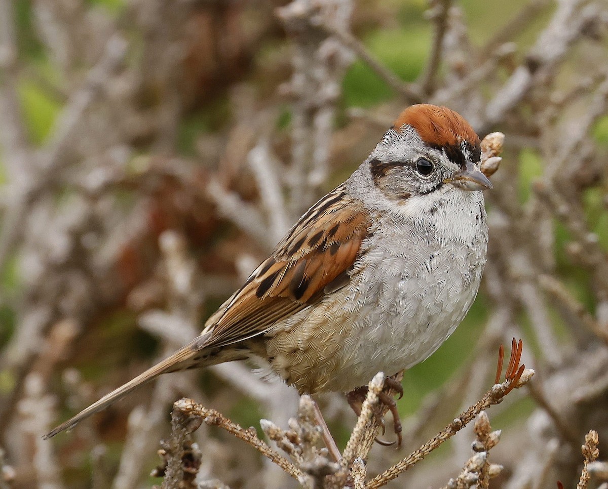 Swamp Sparrow - ML621148411