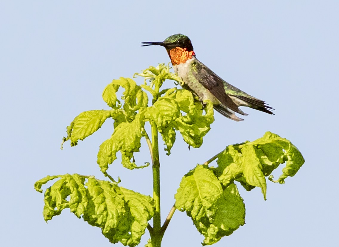 Ruby-throated Hummingbird - ML621148455