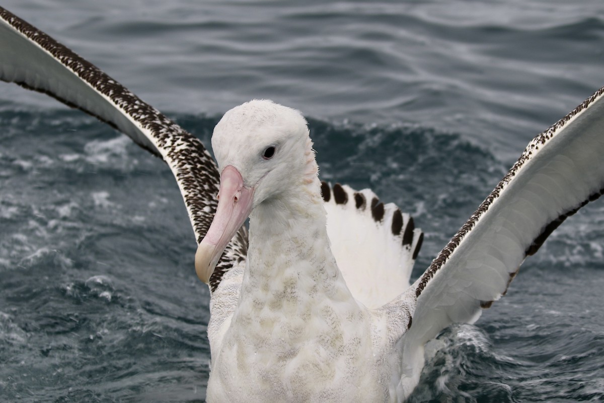 Antipodean Albatross (gibsoni) - ML621148465