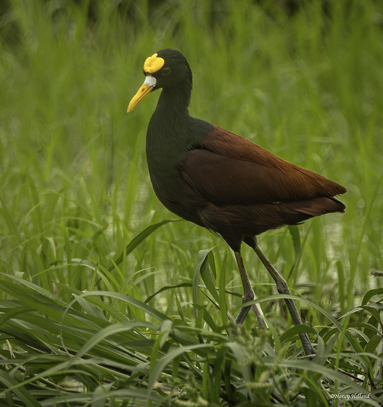 Northern Jacana - ML621148468