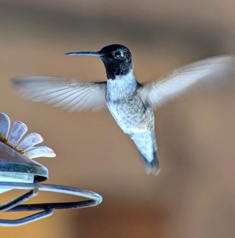 Black-chinned Hummingbird - ML621148511