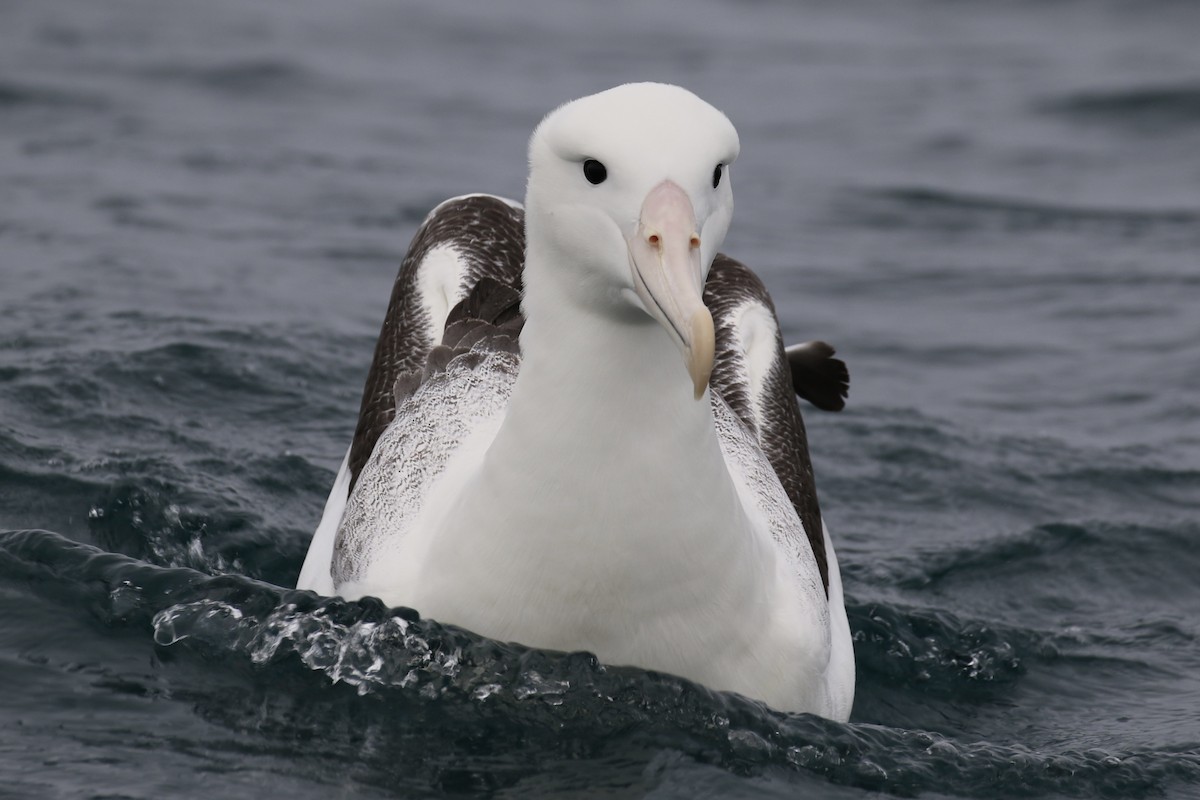 albatros královský - ML621148514
