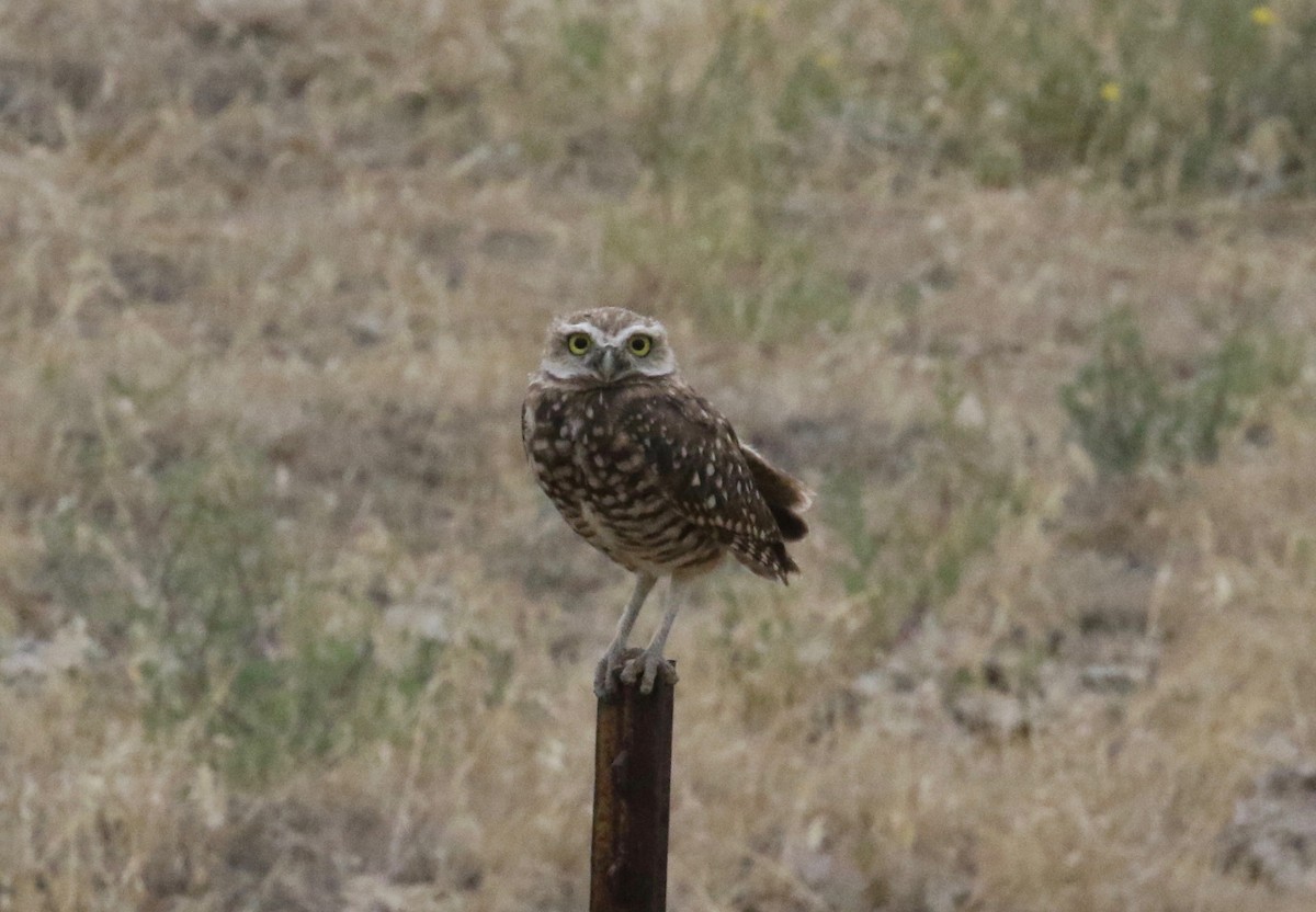 Burrowing Owl - ML621148534