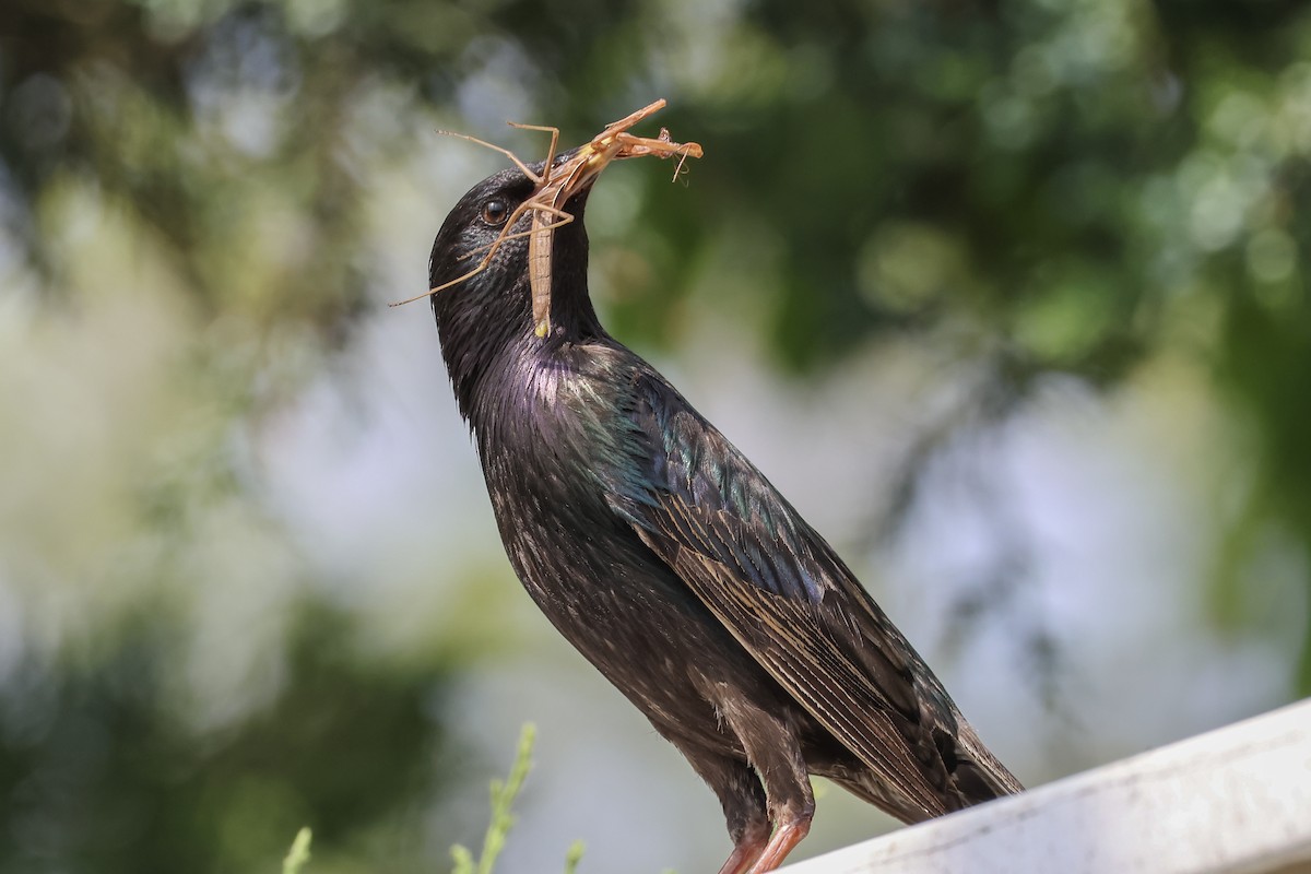 Arabazozo pikarta - ML621148537