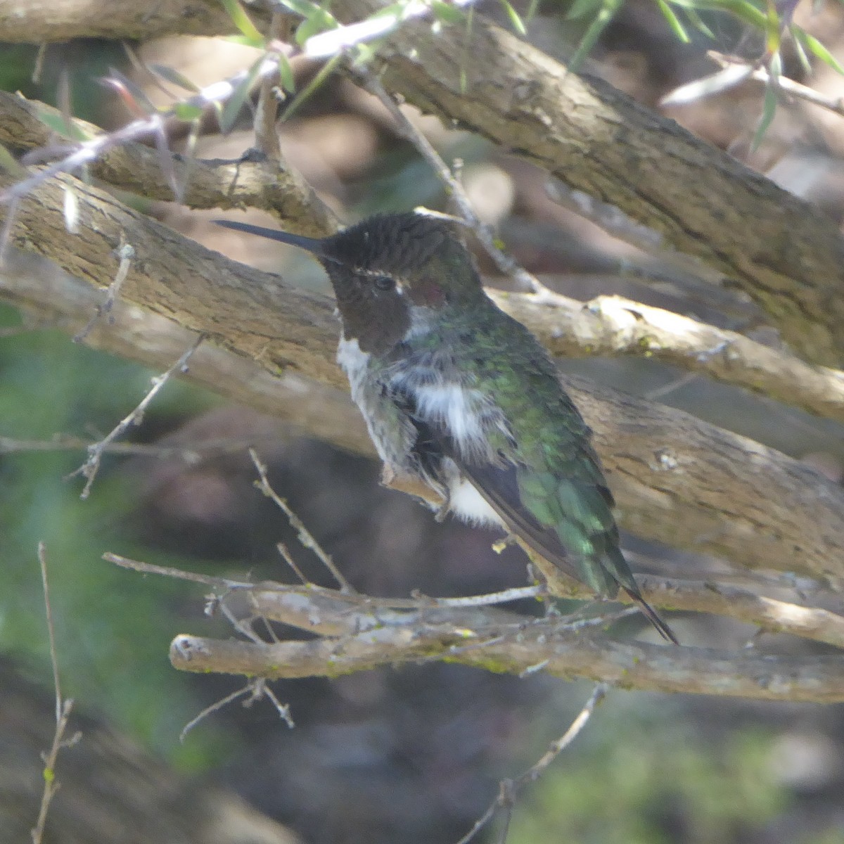 Anna's Hummingbird - ML621148550