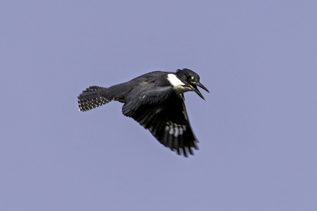 Belted Kingfisher - ML621148551