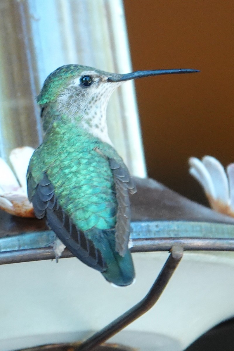 Rivoli's Hummingbird - ML621148552