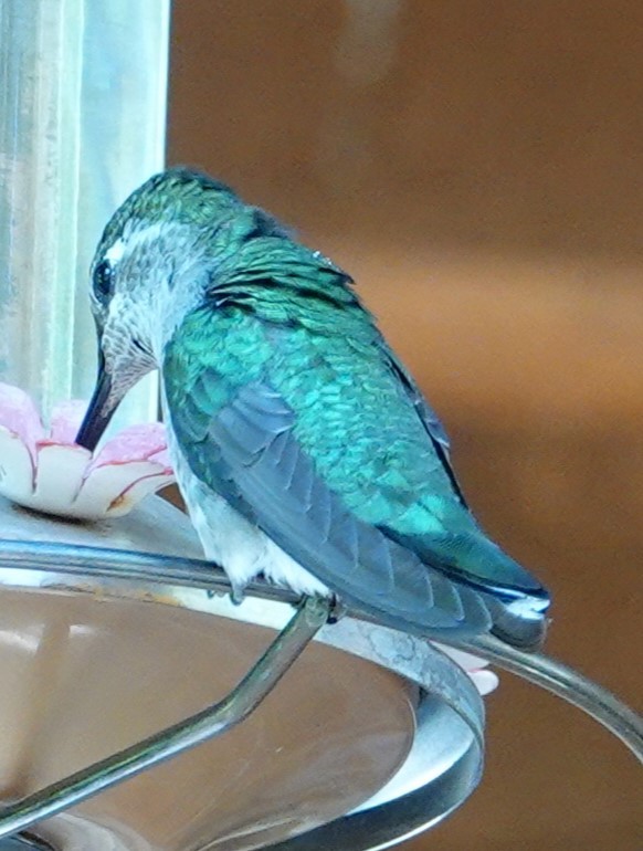 Rivoli's Hummingbird - ML621148556