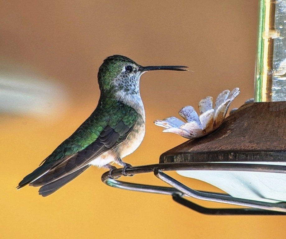 Broad-tailed Hummingbird - ML621148557