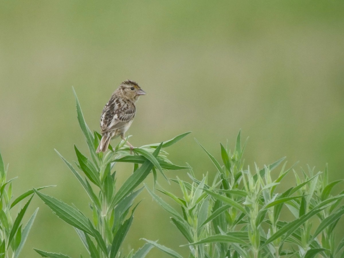 Grasshopper Sparrow - ML621148600