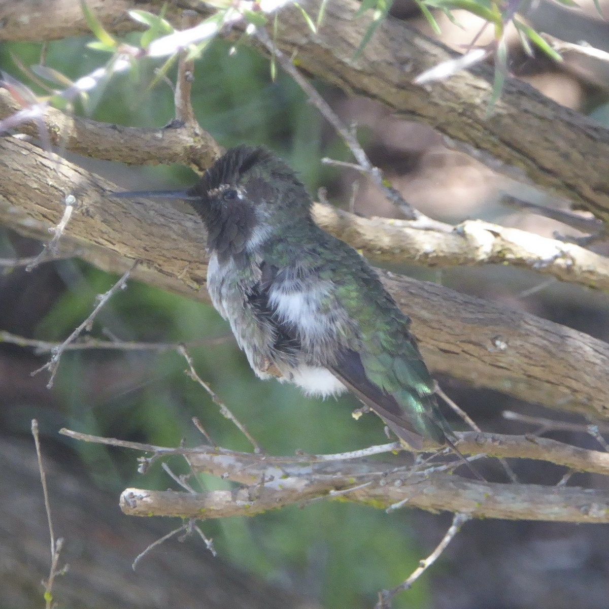Anna's Hummingbird - ML621148611