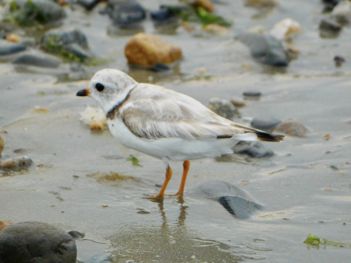 Piping Plover - ML621148616