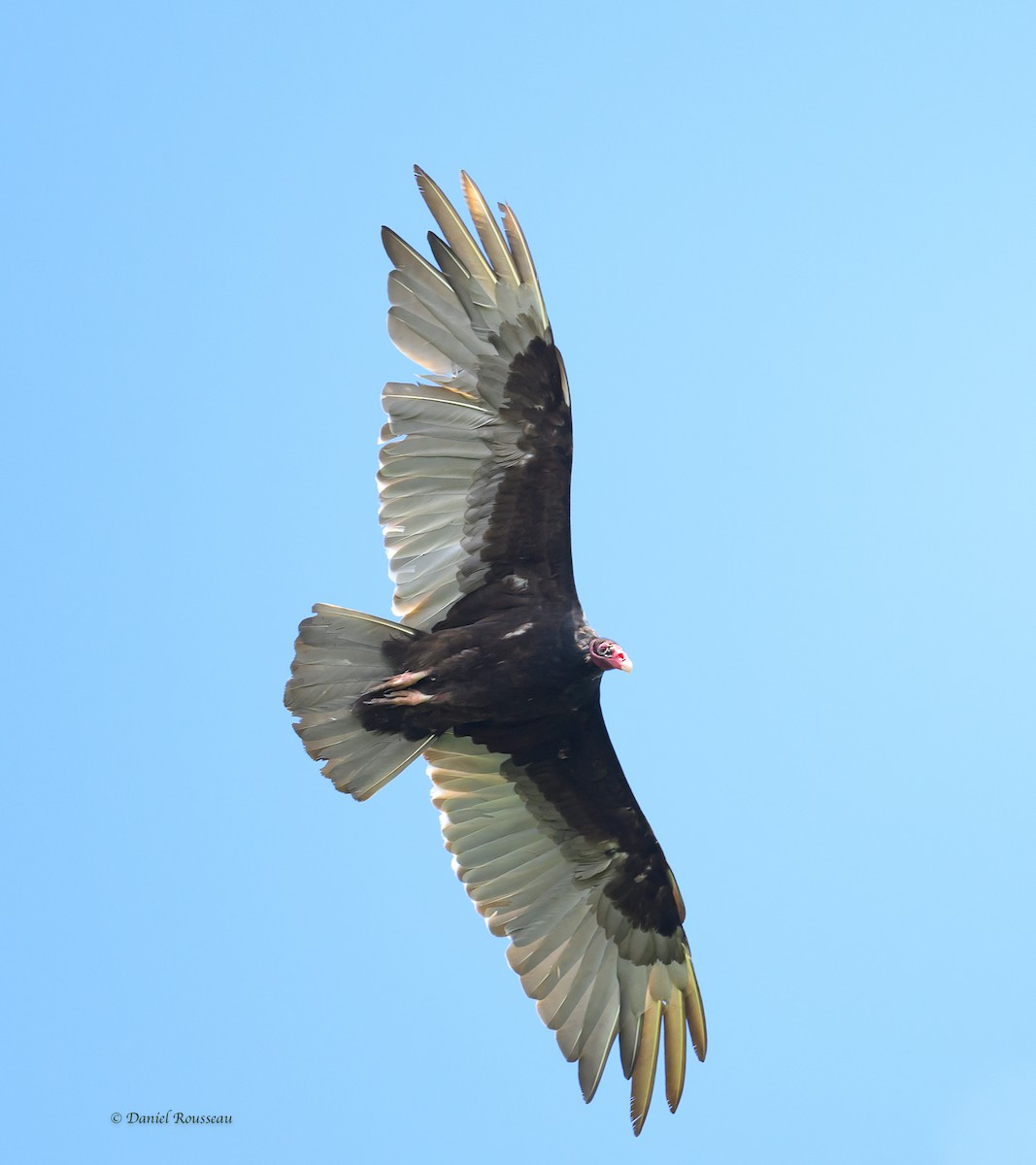Turkey Vulture - ML621148627