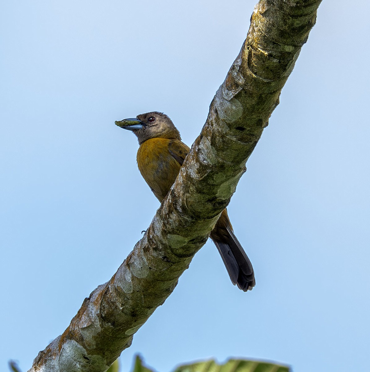 Scarlet-rumped Tanager - ML621148639