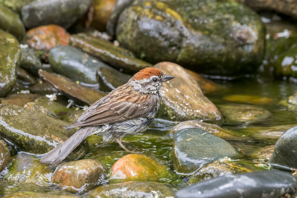 Chipping Sparrow - ML621148650
