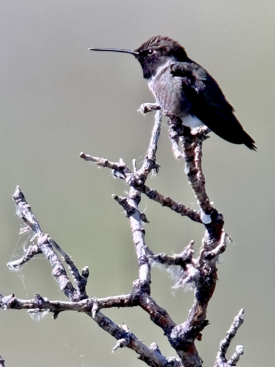 Black-chinned Hummingbird - ML621148660