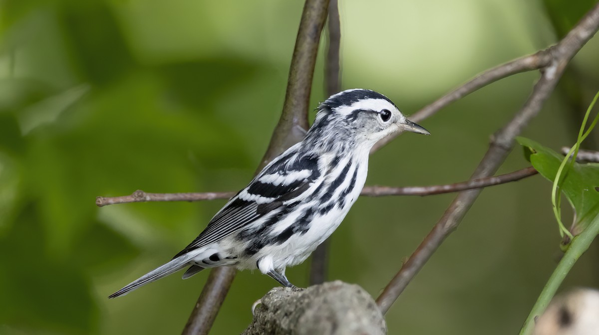 Black-and-white Warbler - Iris Kilpatrick