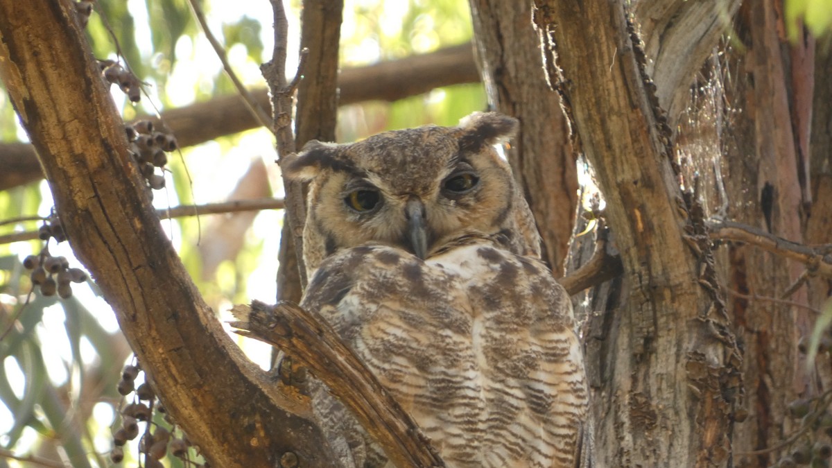 Great Horned Owl - ML621148671