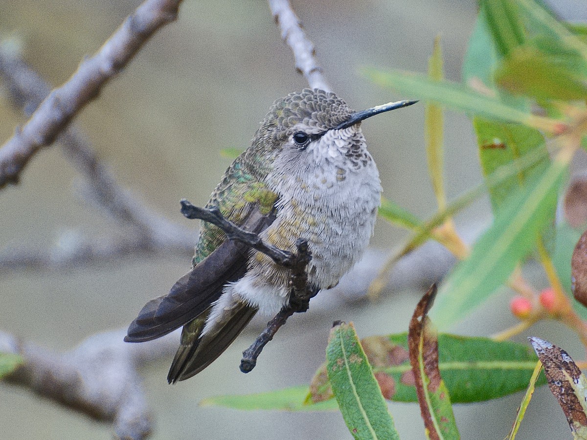 Anna's Hummingbird - ML621148697