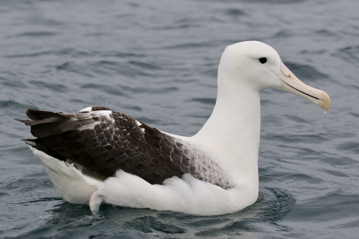 albatros královský - ML621148703