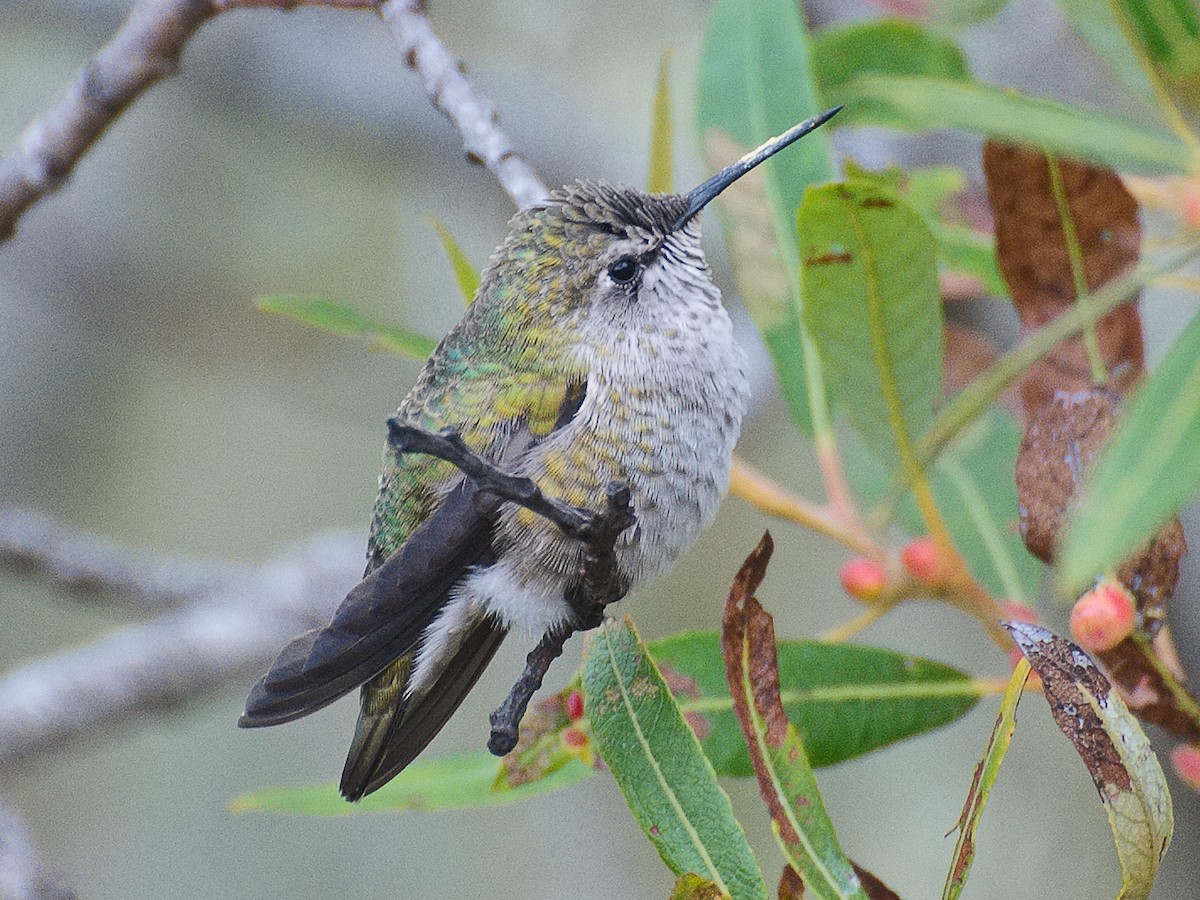 Anna's Hummingbird - ML621148705