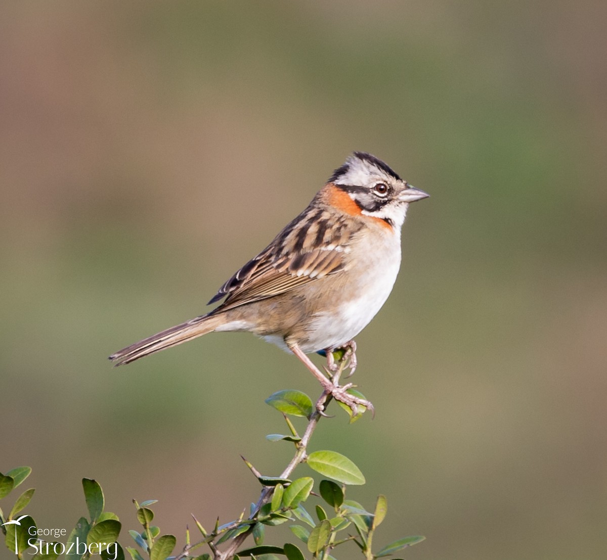 Rufous-collared Sparrow - ML621148707