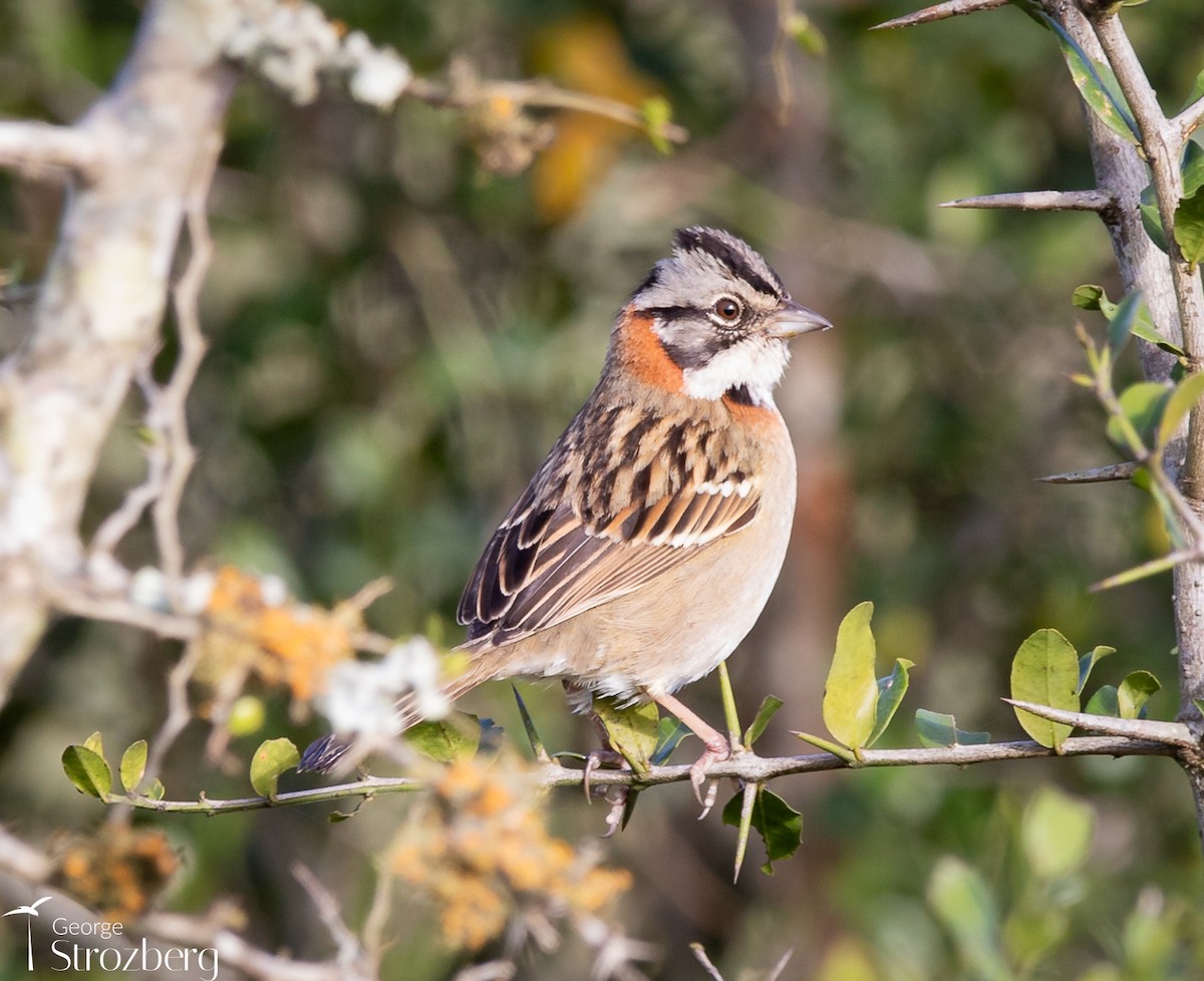 Rufous-collared Sparrow - ML621148708