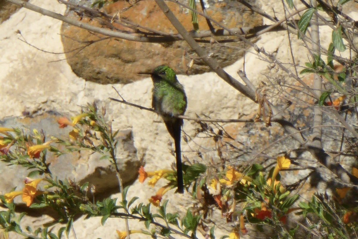 Yeşil Kuyruklu Kolibri - ML621148710