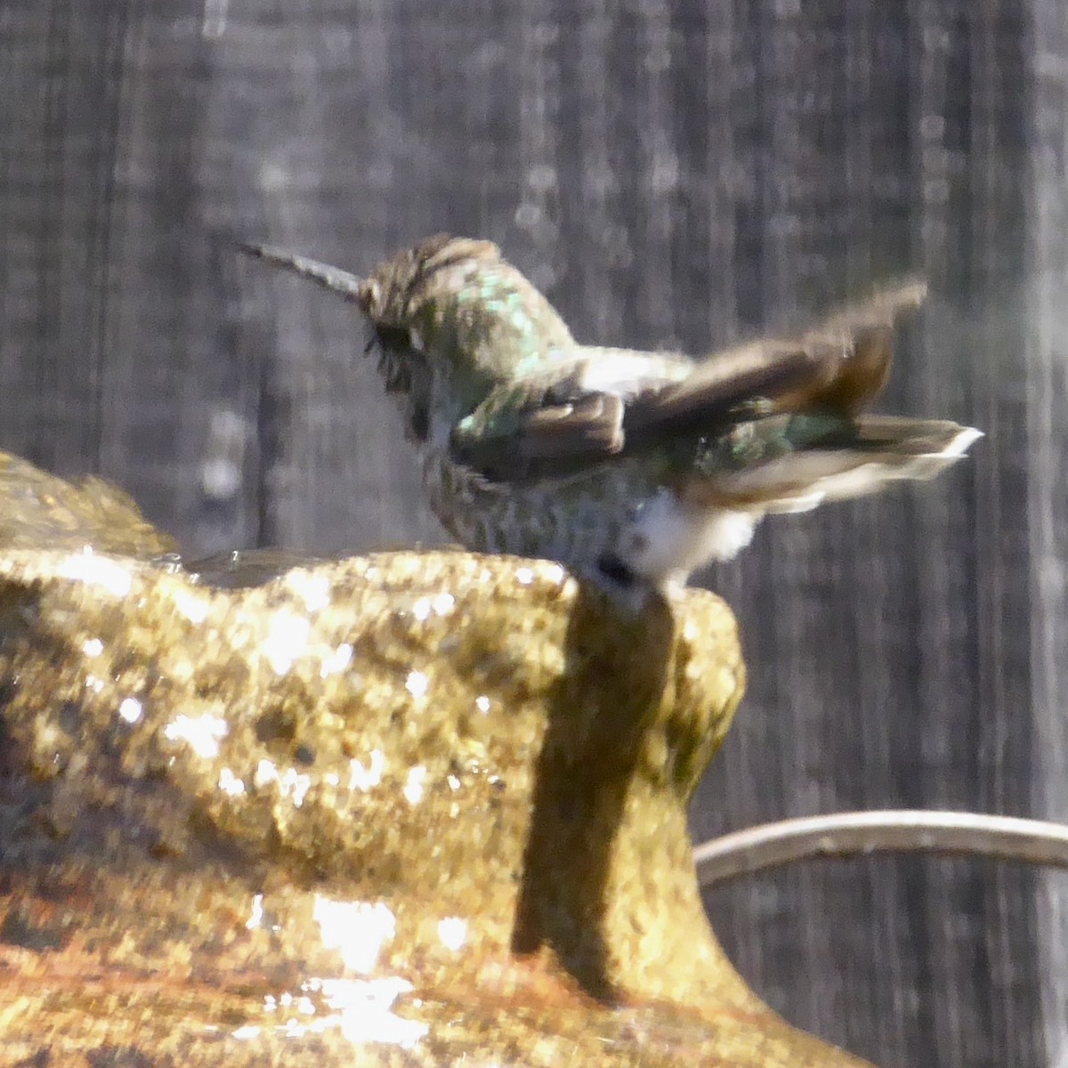Anna's Hummingbird - ML621148741