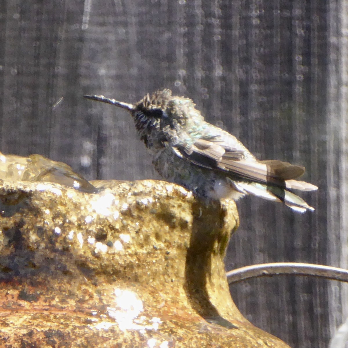 Anna's Hummingbird - ML621148744