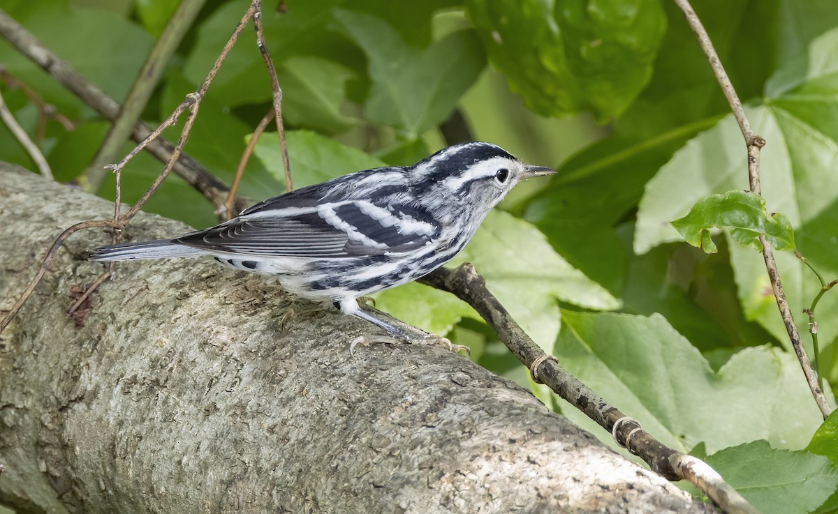 Black-and-white Warbler - ML621148754
