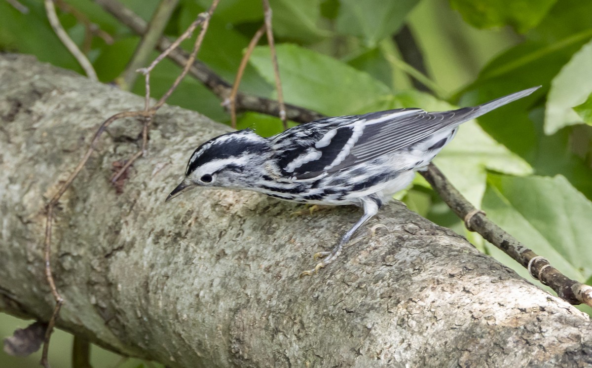 Black-and-white Warbler - ML621148763