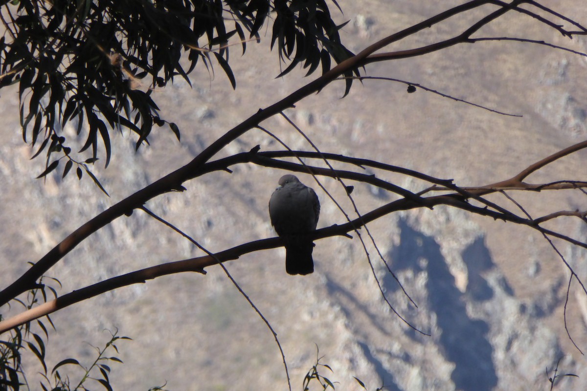 Spot-winged Pigeon - ML621148768