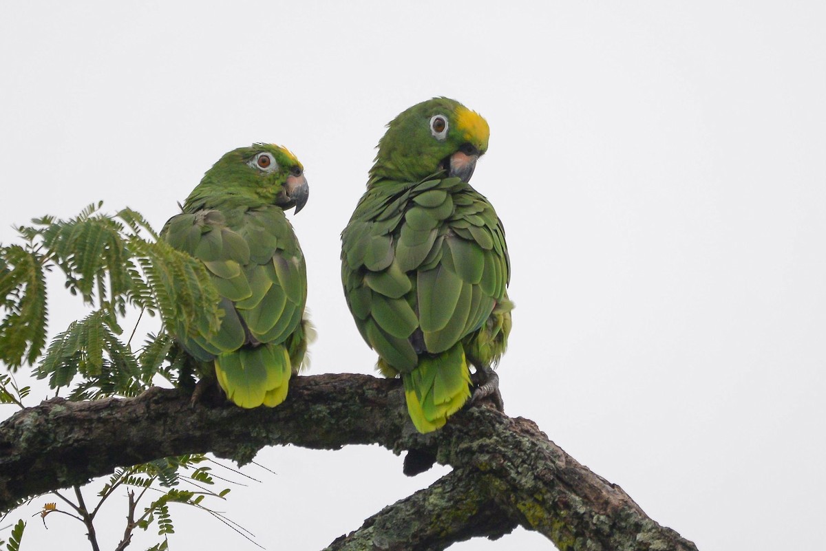 Yellow-crowned Parrot - ML621148798